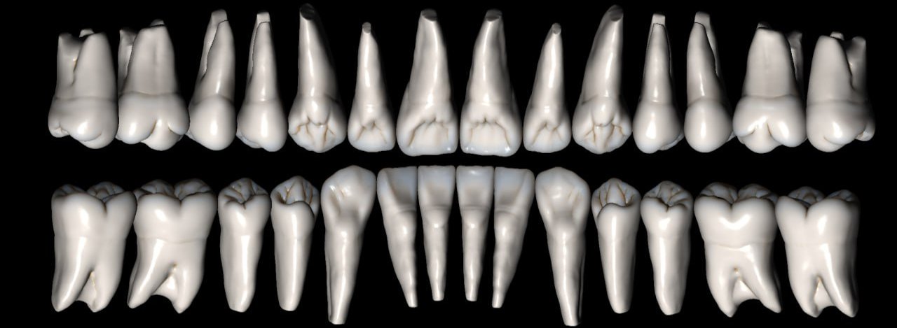 Leahu Library — hand-sculpted tooth anatomy for Exocad