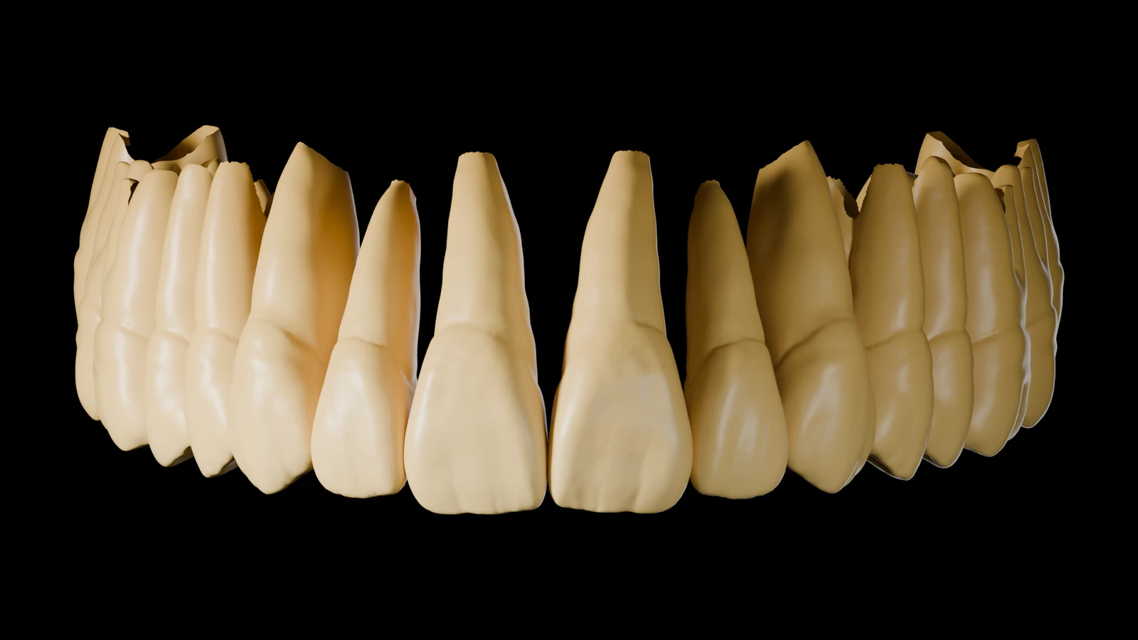 True Library — Leahu: upper jaw, front view, full anatomy