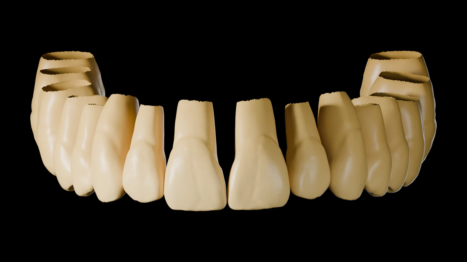 True Library — Rotari: upper jaw, front view, full anatomy